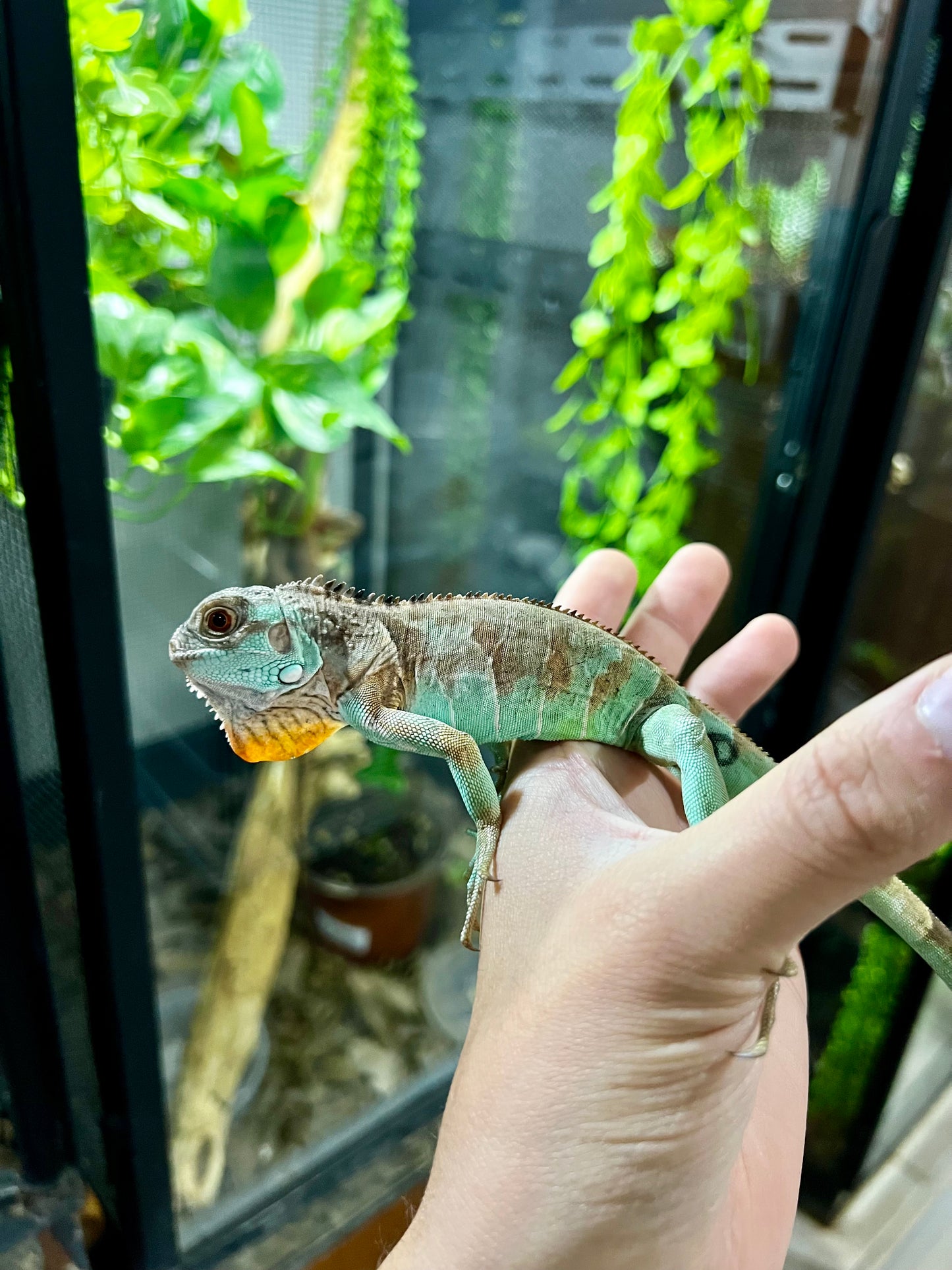 IGUANA AXHANTIC RED 2025