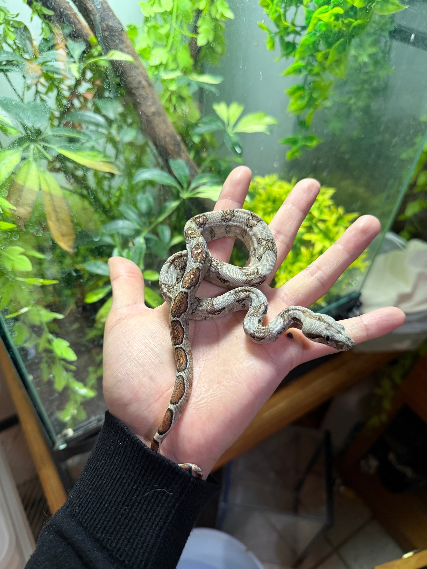 BOA MEXICANA LOCALIDAD SONORA MACHO SH6
