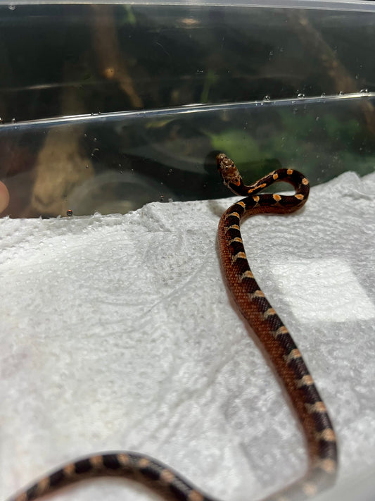 SERPIENTE MAICERA BLOOD RED HEMBRA 9