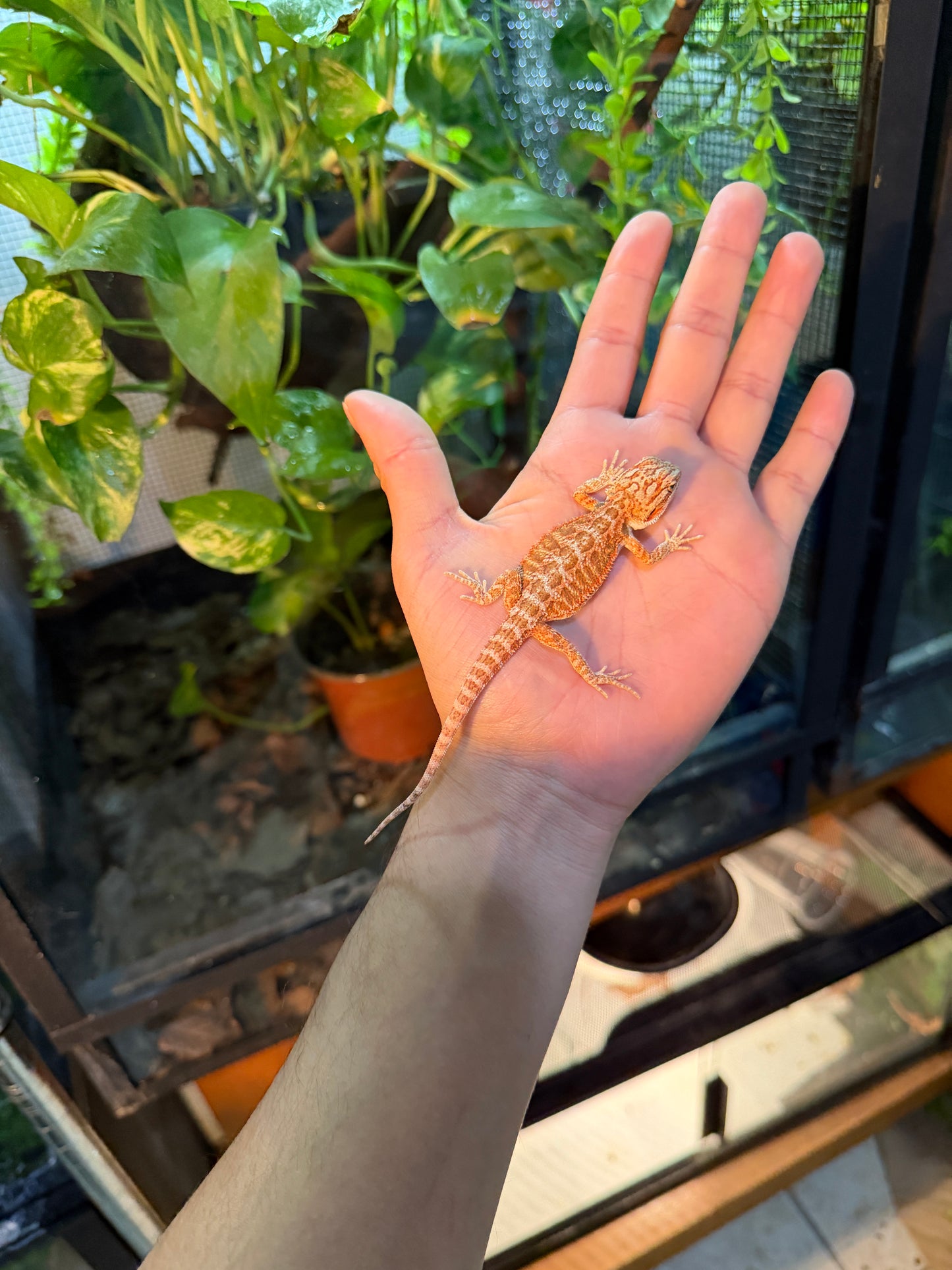 DRAGÓN BARBUDO ROJIZO 3