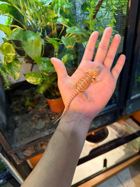 DRAGÓN BARBUDO ROJIZO 3