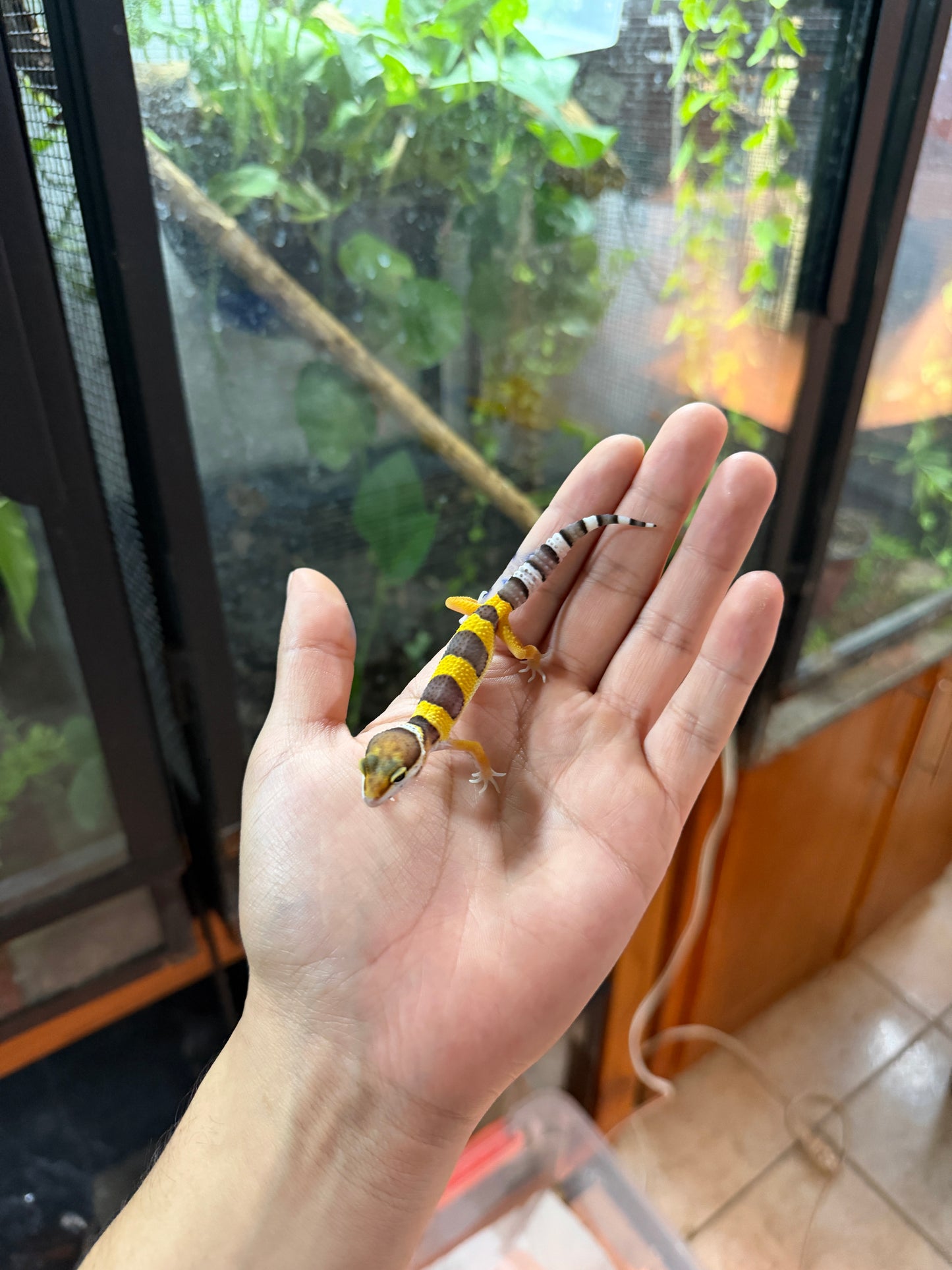 GECKO LEOPARDO HIGH YELLOW HET ECLIPSE HET TREMPER 60