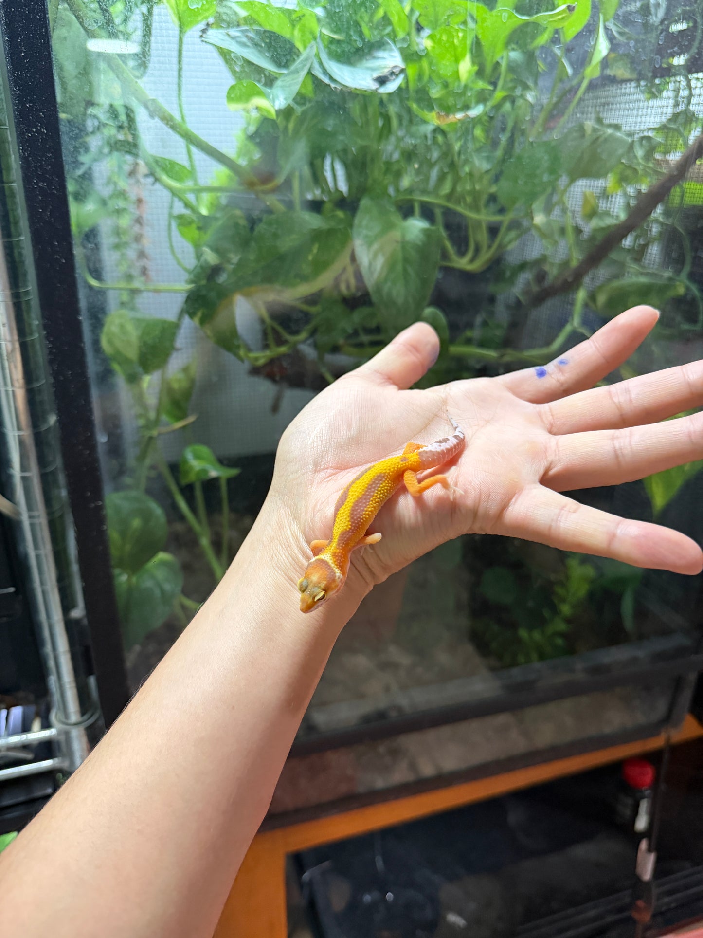GECKO LEOPARDO TANGERINE ALBINO TREMPER REVERSE STRIPE 67