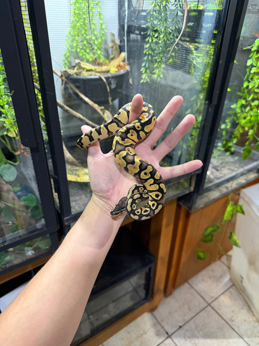 PITÓN BOLA FIREFLY MACHO