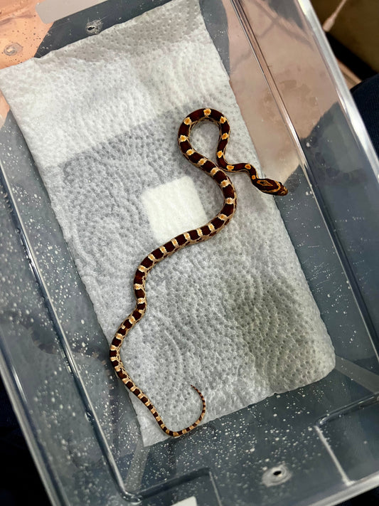 SERPIENTE MAICERA NOMINAL 13