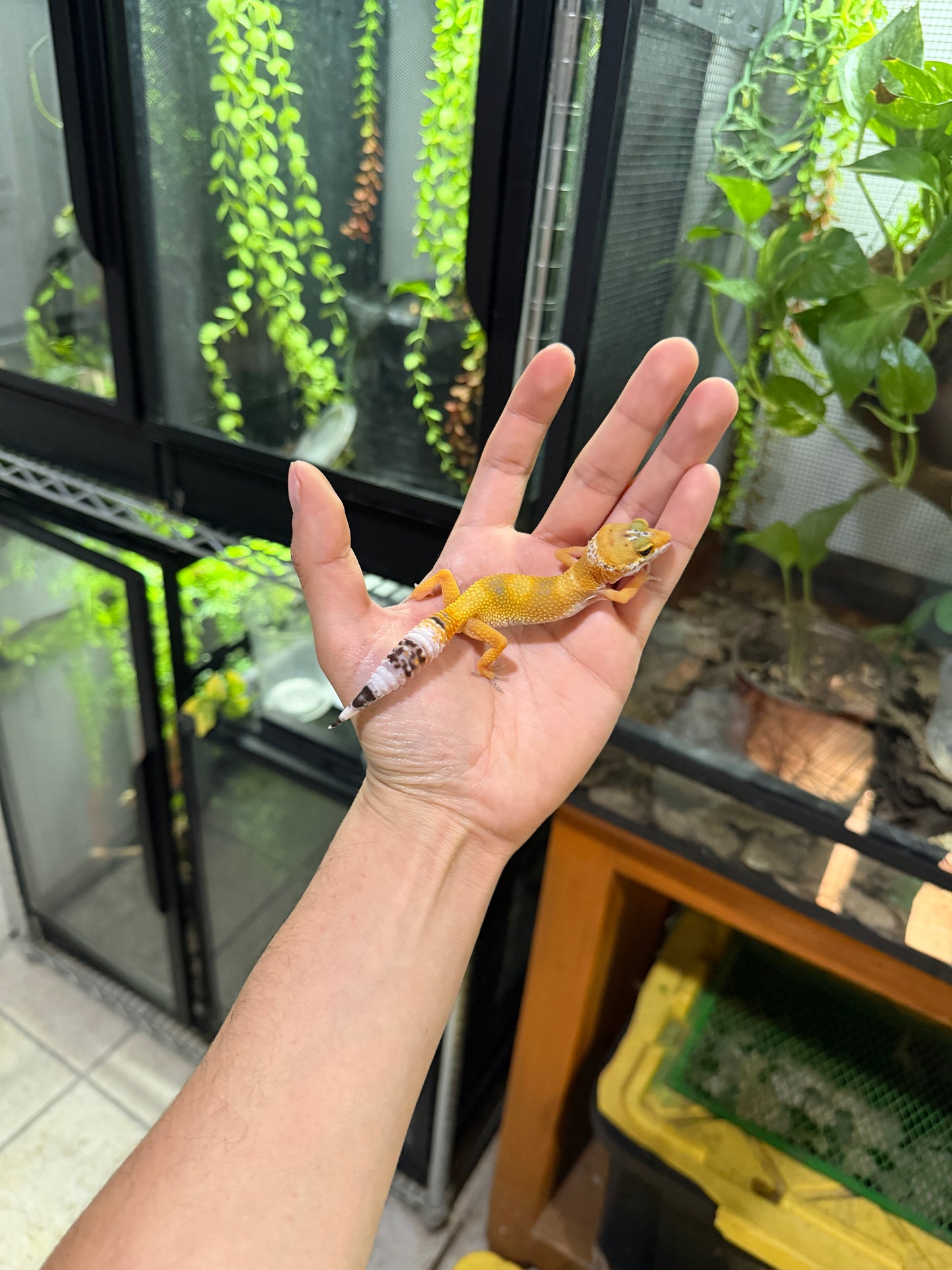 GECKO LEOPARDO SUPER HYPO TANGERINE HEMBRA 6448