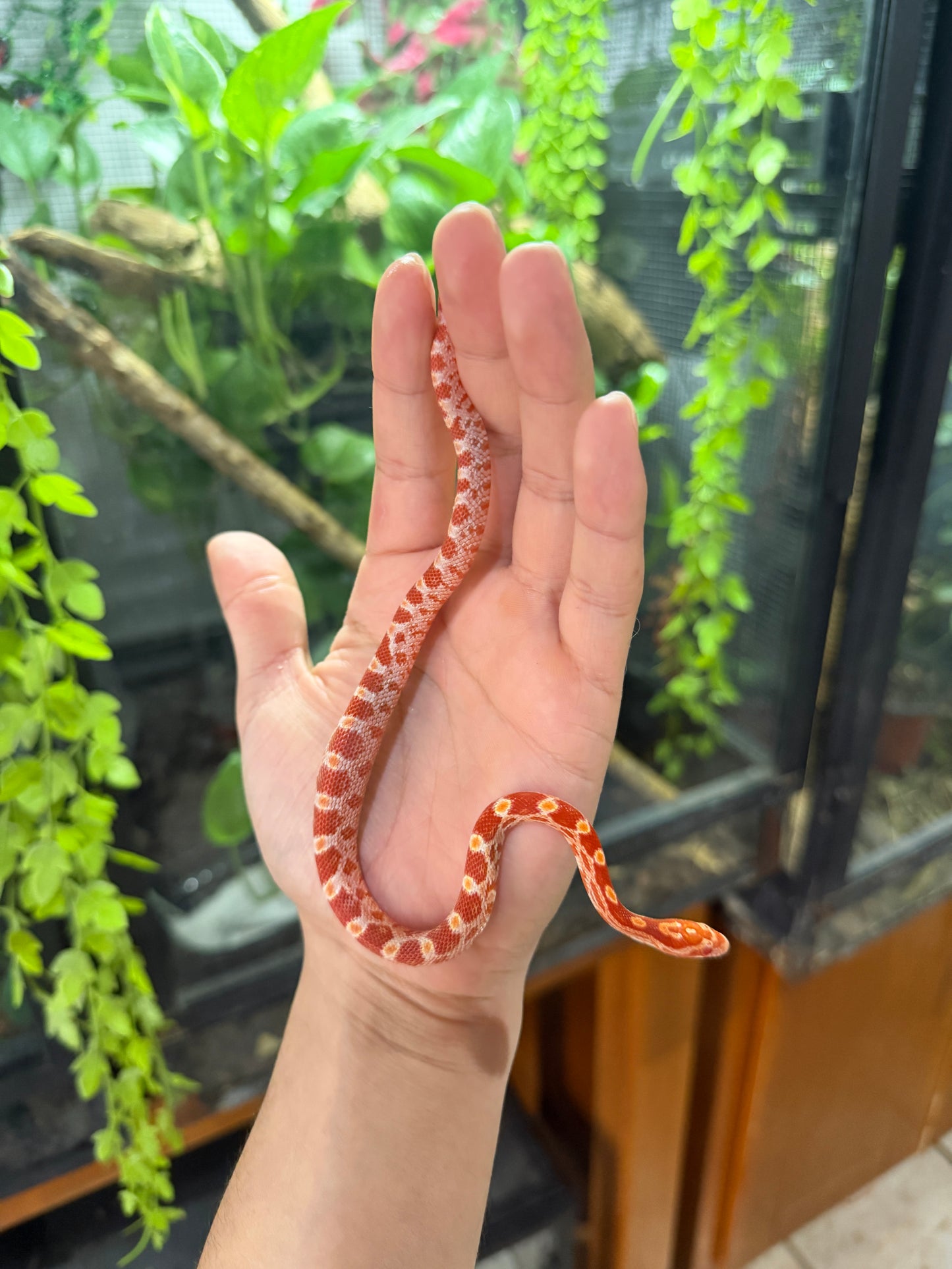 SERPIENTE MAICERA AMELANISTICA S/s