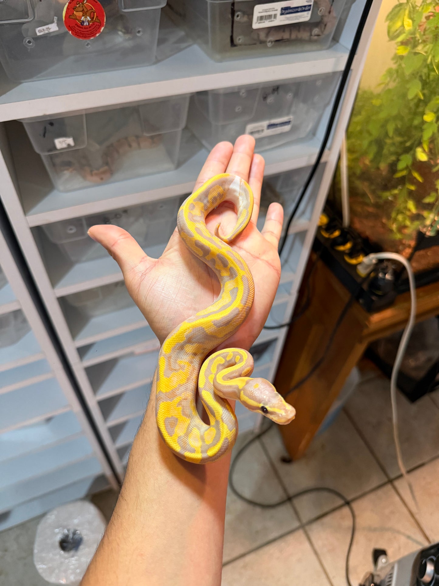 PITÓN BOLA BANANA PIED MACHO 20-03