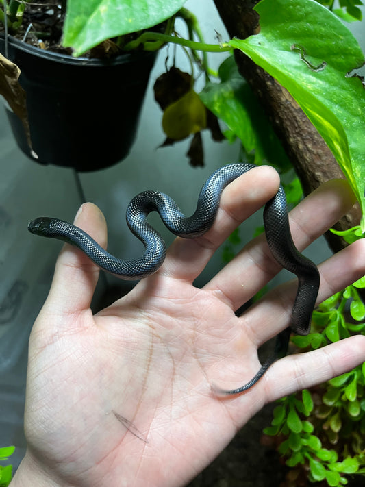 REY NEGRA MEXICANA MACHO 78