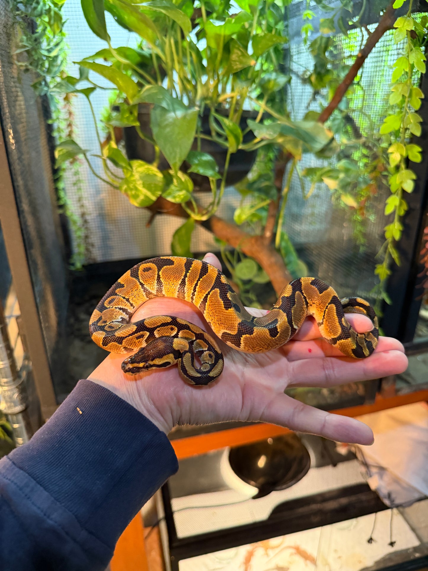 PITÓN BOLA NOMINAL MACHO 7