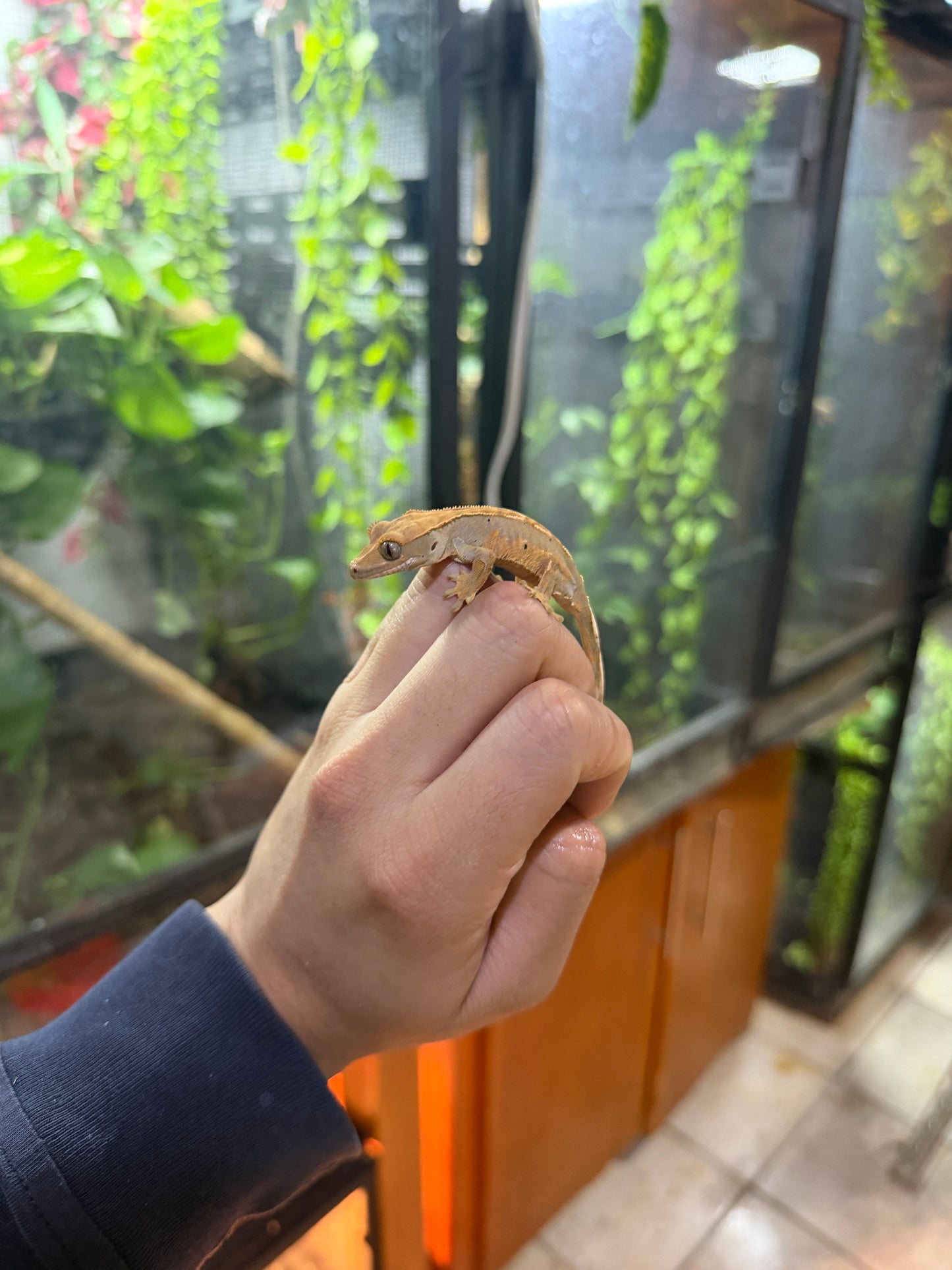 GECKO CRESTADO