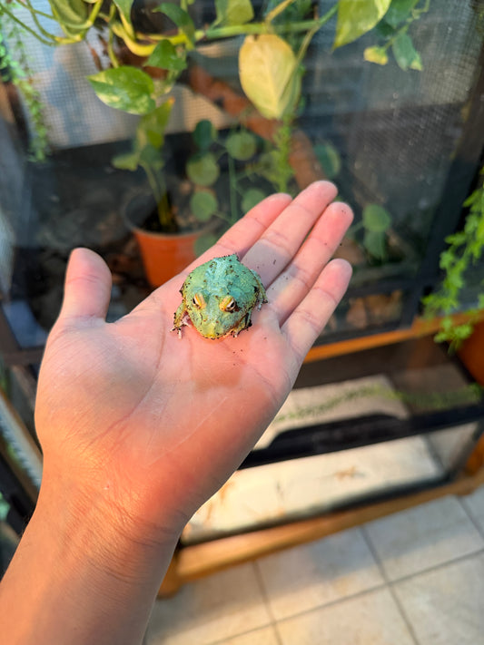 RANA PACMAN BLUE SAMURAI