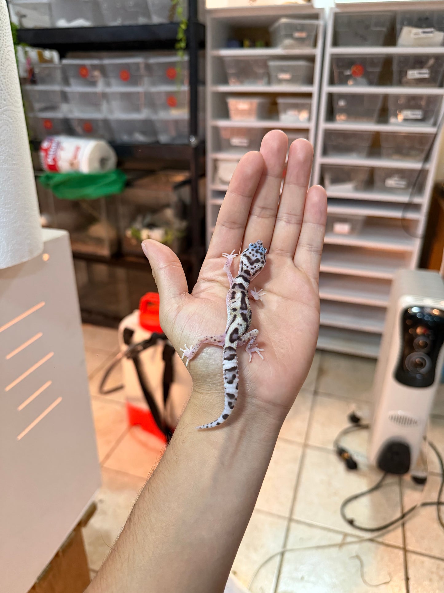 GECKO LEOPARDO MACK SNOW ECLIPSE MACHO 058