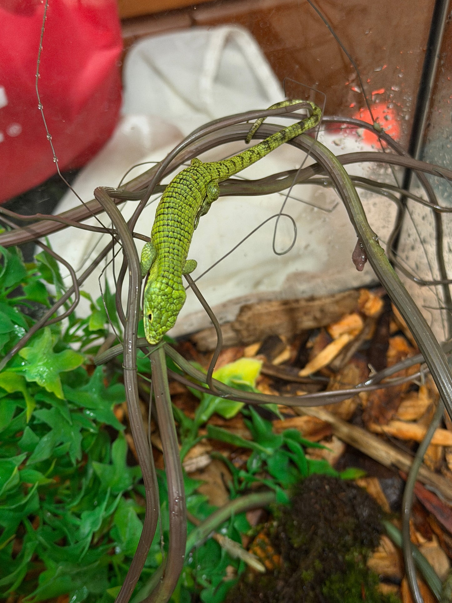 ABRONIA GRAMINEA JUVENIL (NACIDAS EN PIMVS)