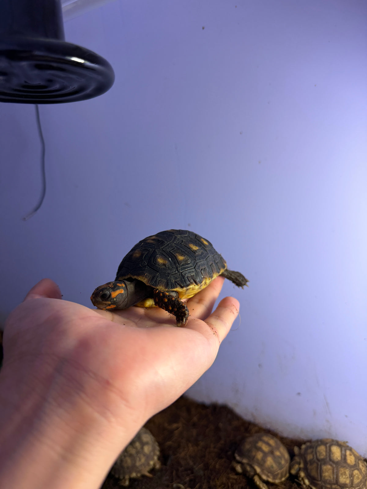TORTUGA PATAS ROJAS JUVENIL