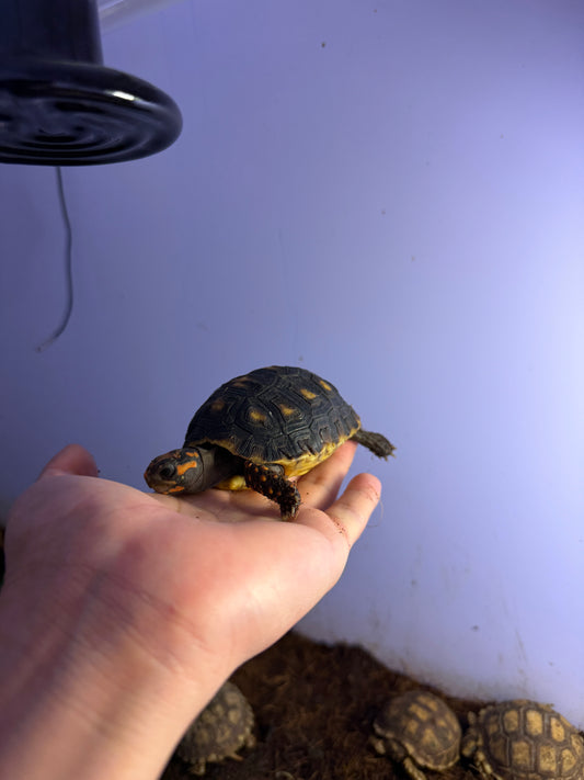 TORTUGA PATAS ROJAS JUVENIL