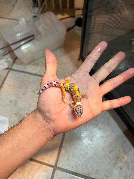 GECKO LEOPARDO HIGH YELLOW POSS HET BELL INCUBADO PARA HEMBRA 223