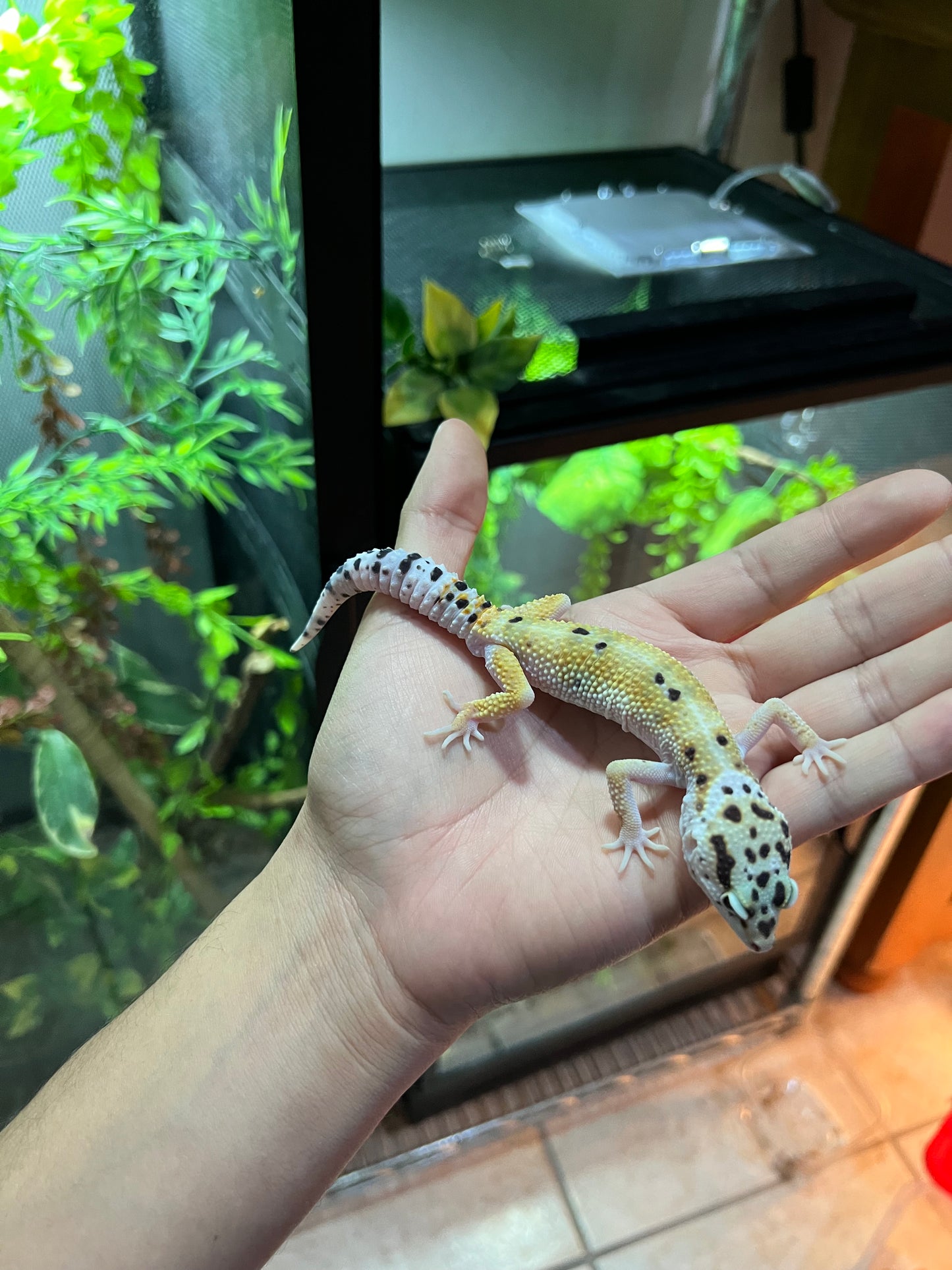 HYPO TANGERINE MACHO 10