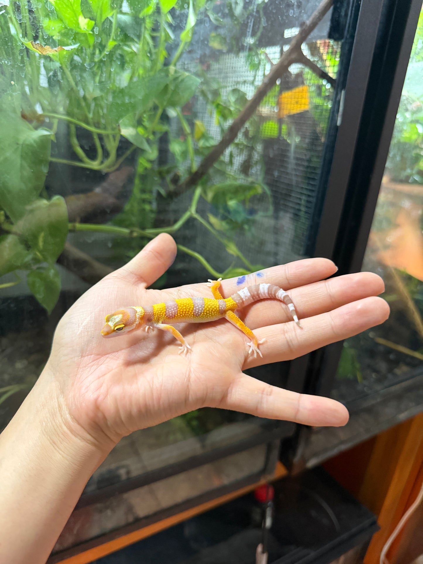GECKO LEOPARDO TANGERINE TREMPER HIGH CONTRAST 65