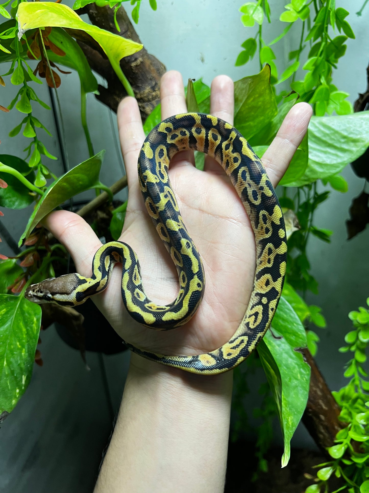 PASTEL HET CLOWN HEMBRA 96