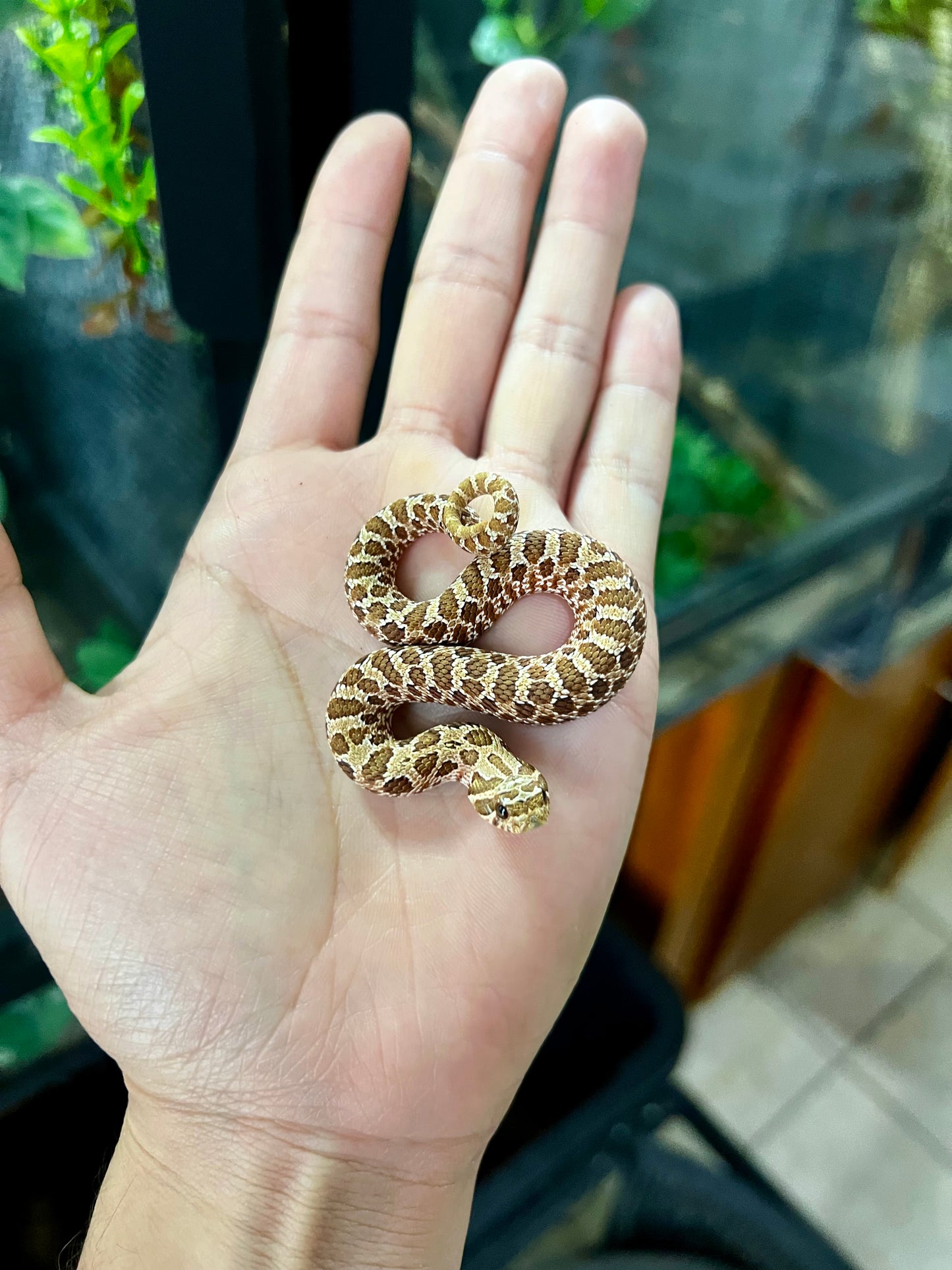 RED HOGNOSE POSS MACHO