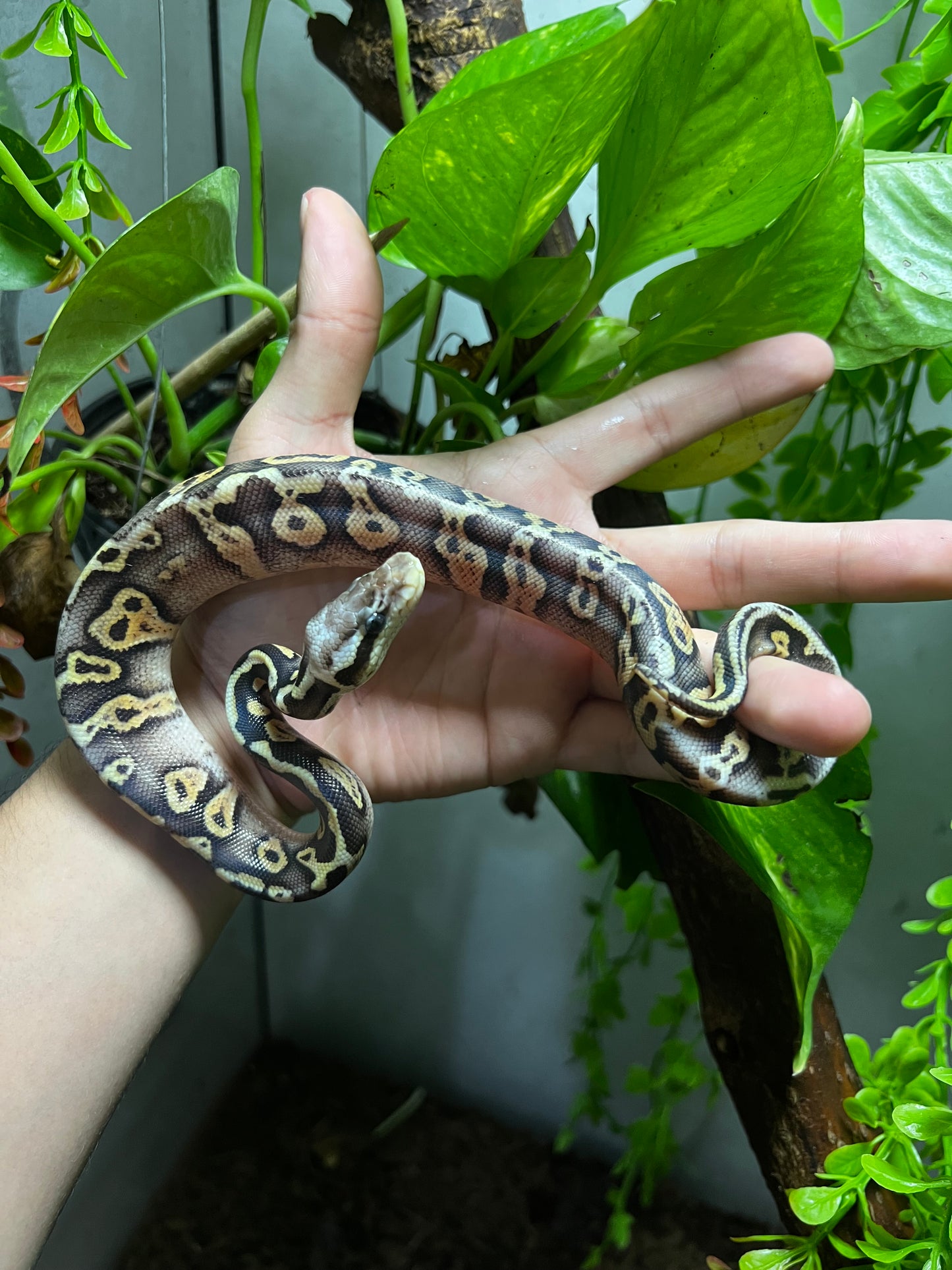 SÚPER PASTEL LEOPARD HET CLOWN MACHO 86