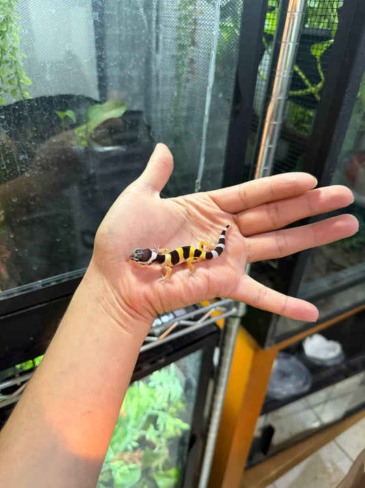 GECKO LEOPARDO NOMINAL HET ALBINO TREMPER 4