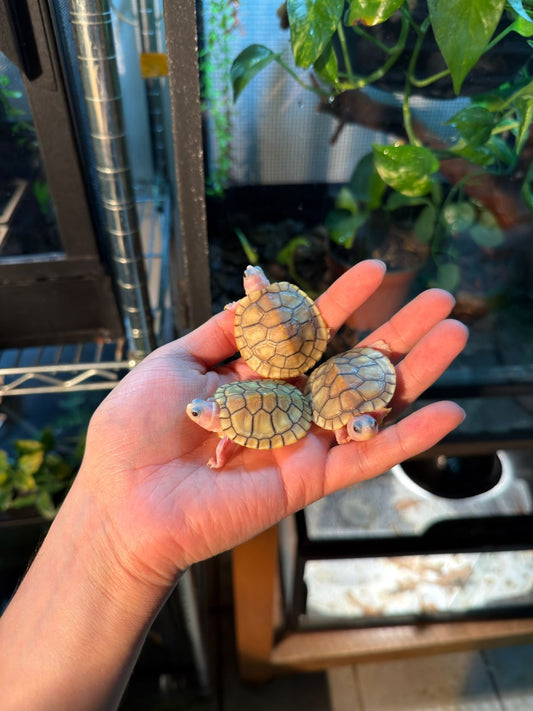 TORTUGA OREJAS ROJAS CARAMEL PINK