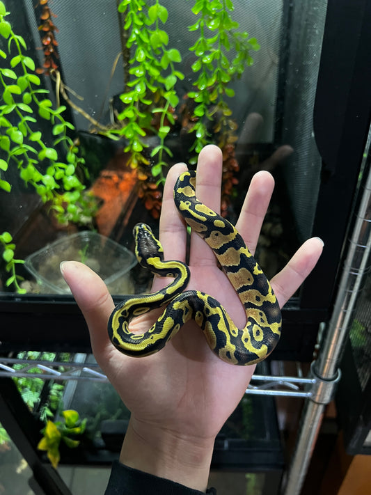 PASTEL MACHO 65 (2)