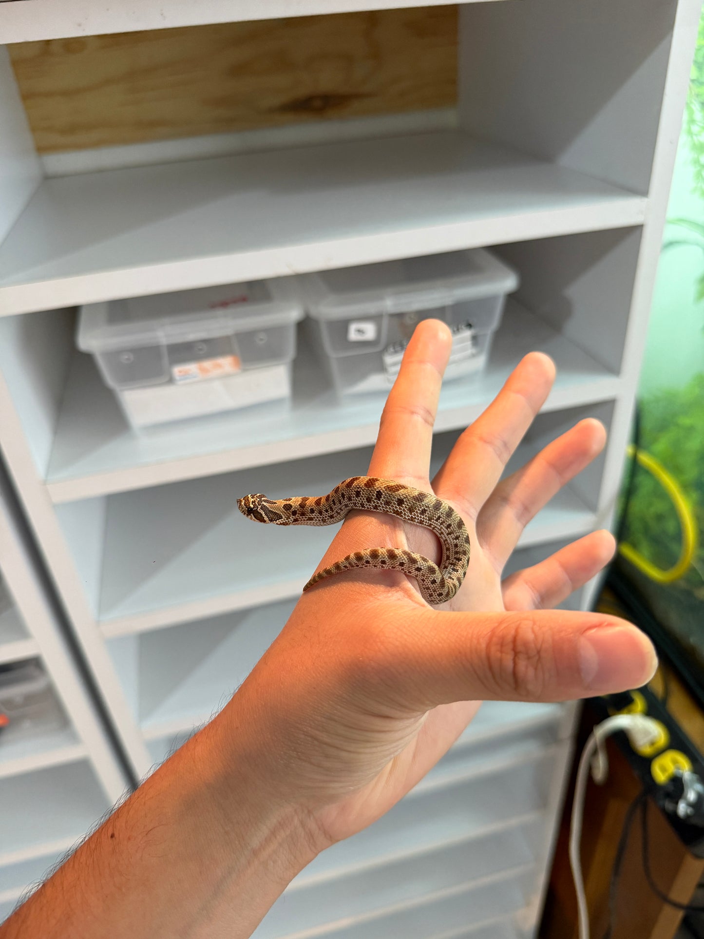 SERPIENTE NARIZ DE CERDO (HOGNOSE) CONDA HEMBRA 2