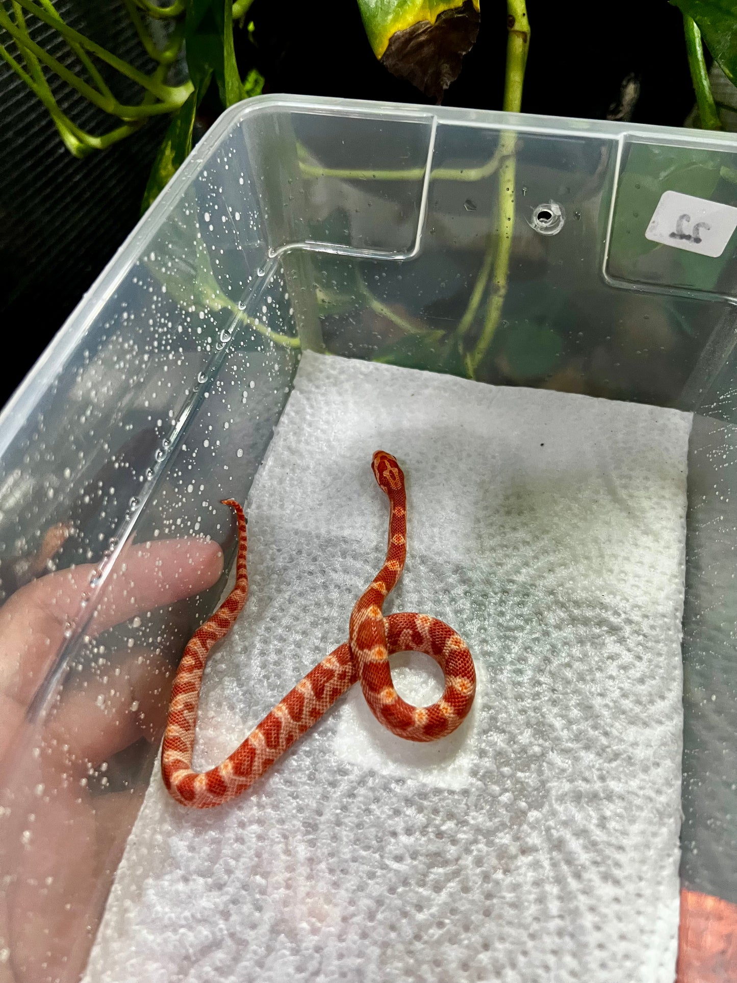 SERPIENTE MAICERA AMEL HEMBRA 22