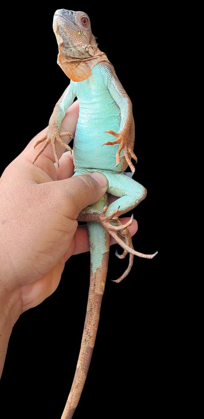 IGUANA ROJA PANZA AZUL 2024