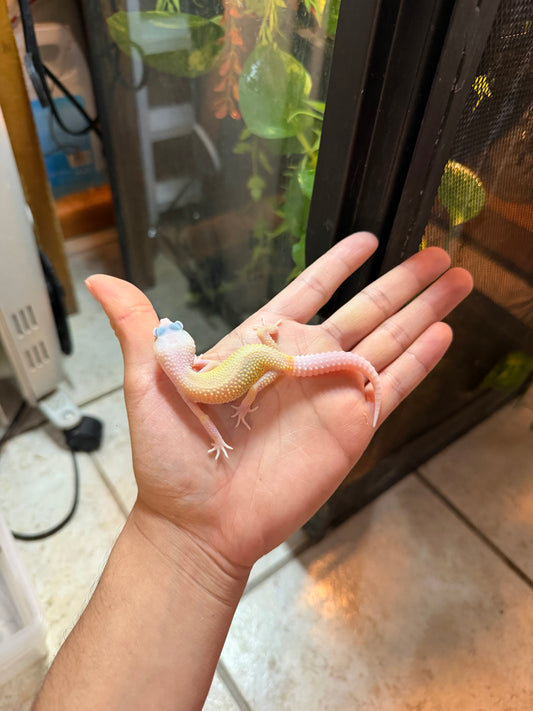 GECKO LEOPARDO BLIZZARD INCUBADO PARA MACHO 101