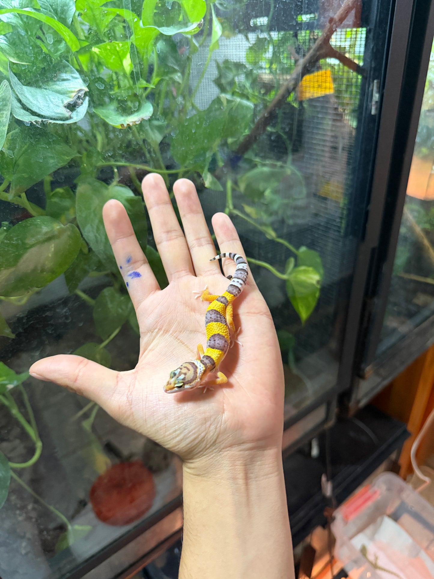 GECKO LEOPARDO HIGH YELLOW HET ECLIPSE 68