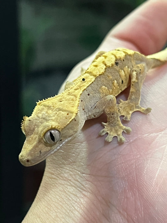 GECKO CRESTADO Harleyqueen dalmatian