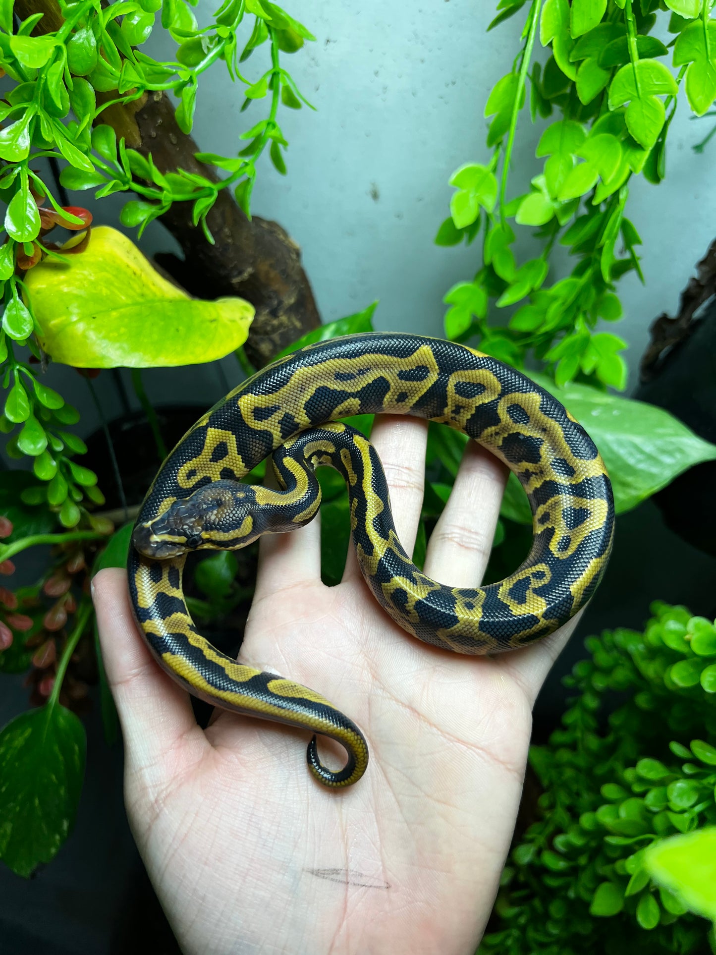 LEOPARD YELLOW BELLY HET CLOWN HEMBRA 78