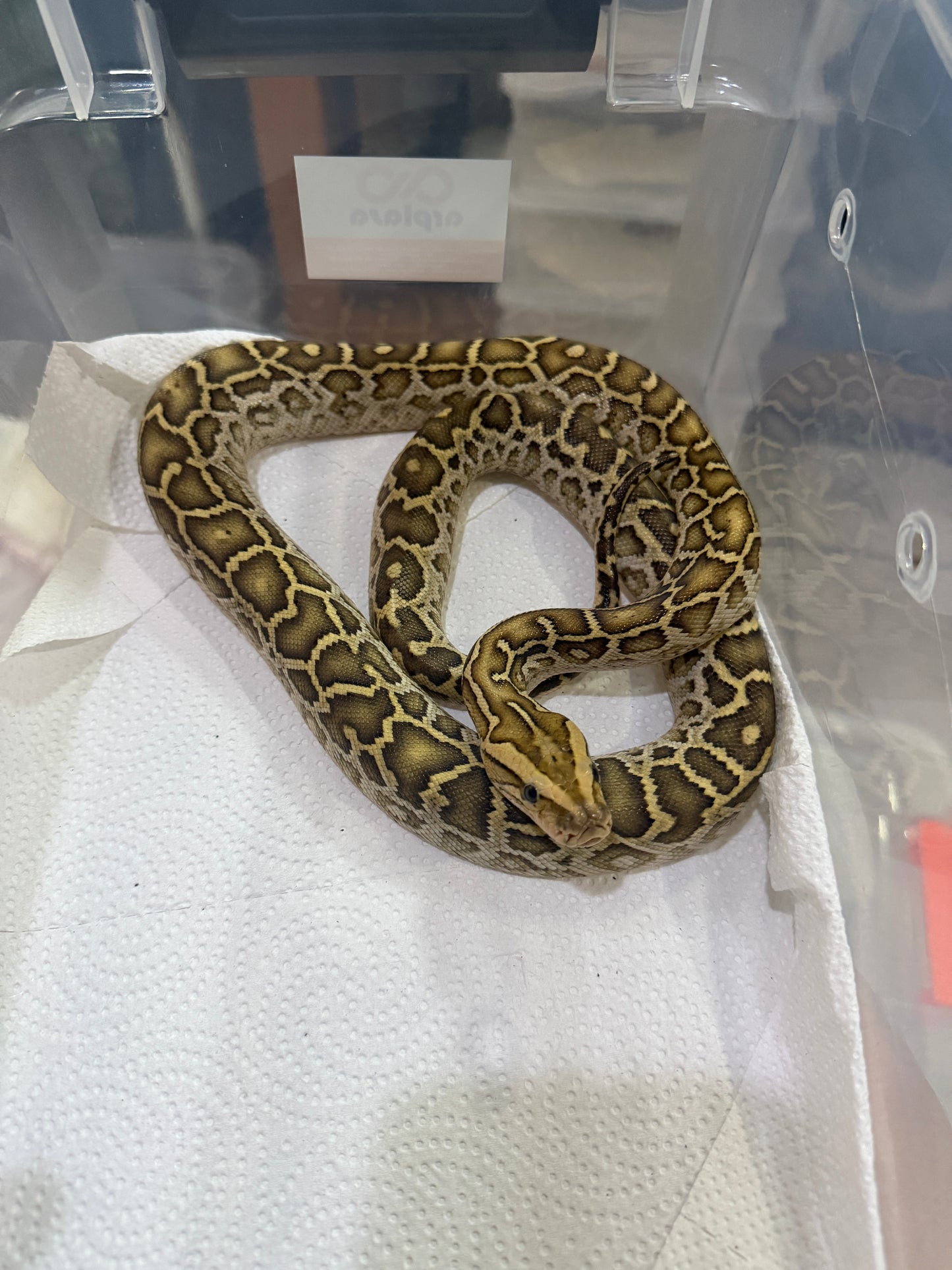 PITON BURNES HYPO 100% HET ALBINO HEMBRA