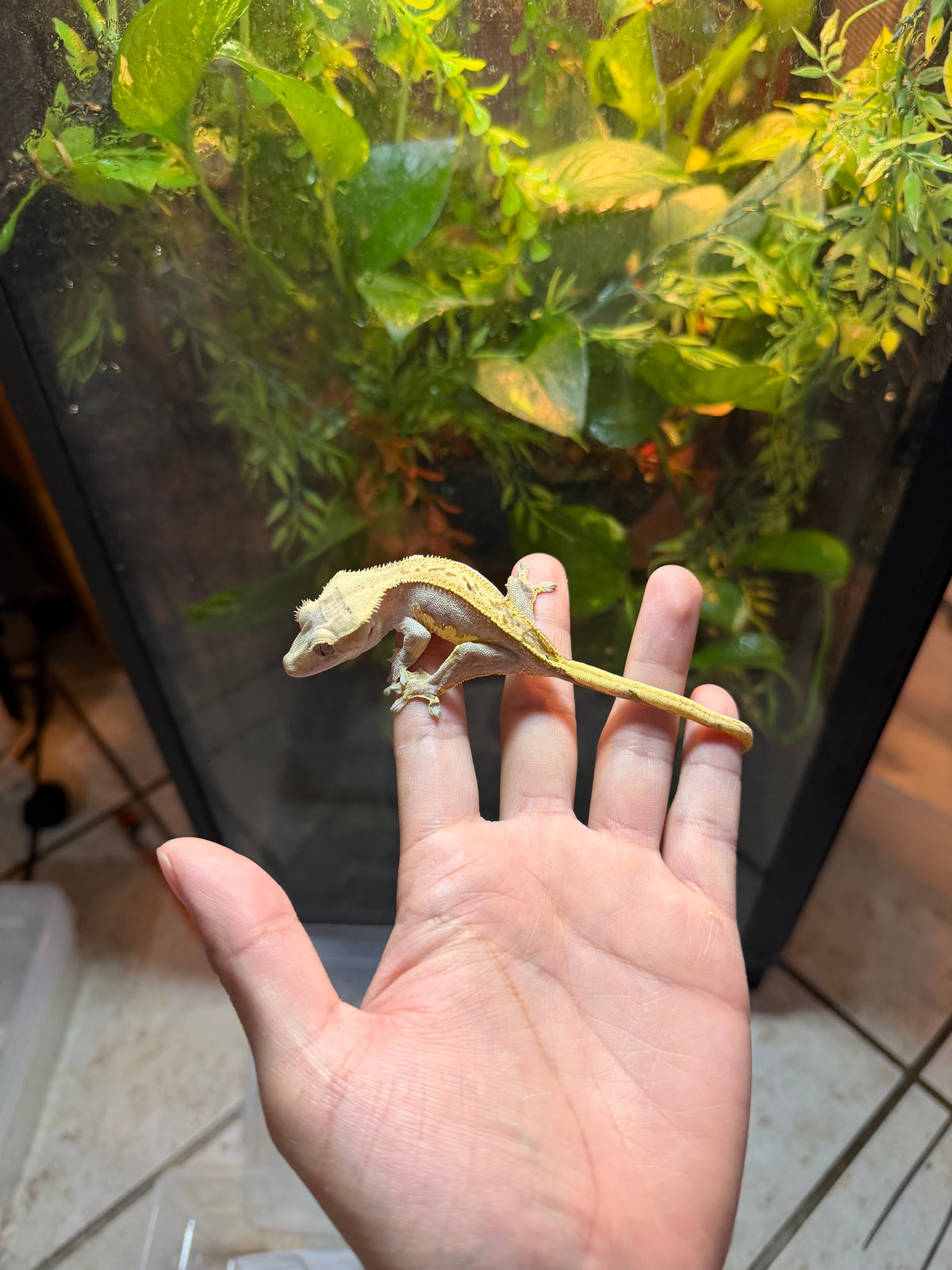 GECKO CRESTADO YELLOW FLAME PINSTRIPE JUVENIL 2
