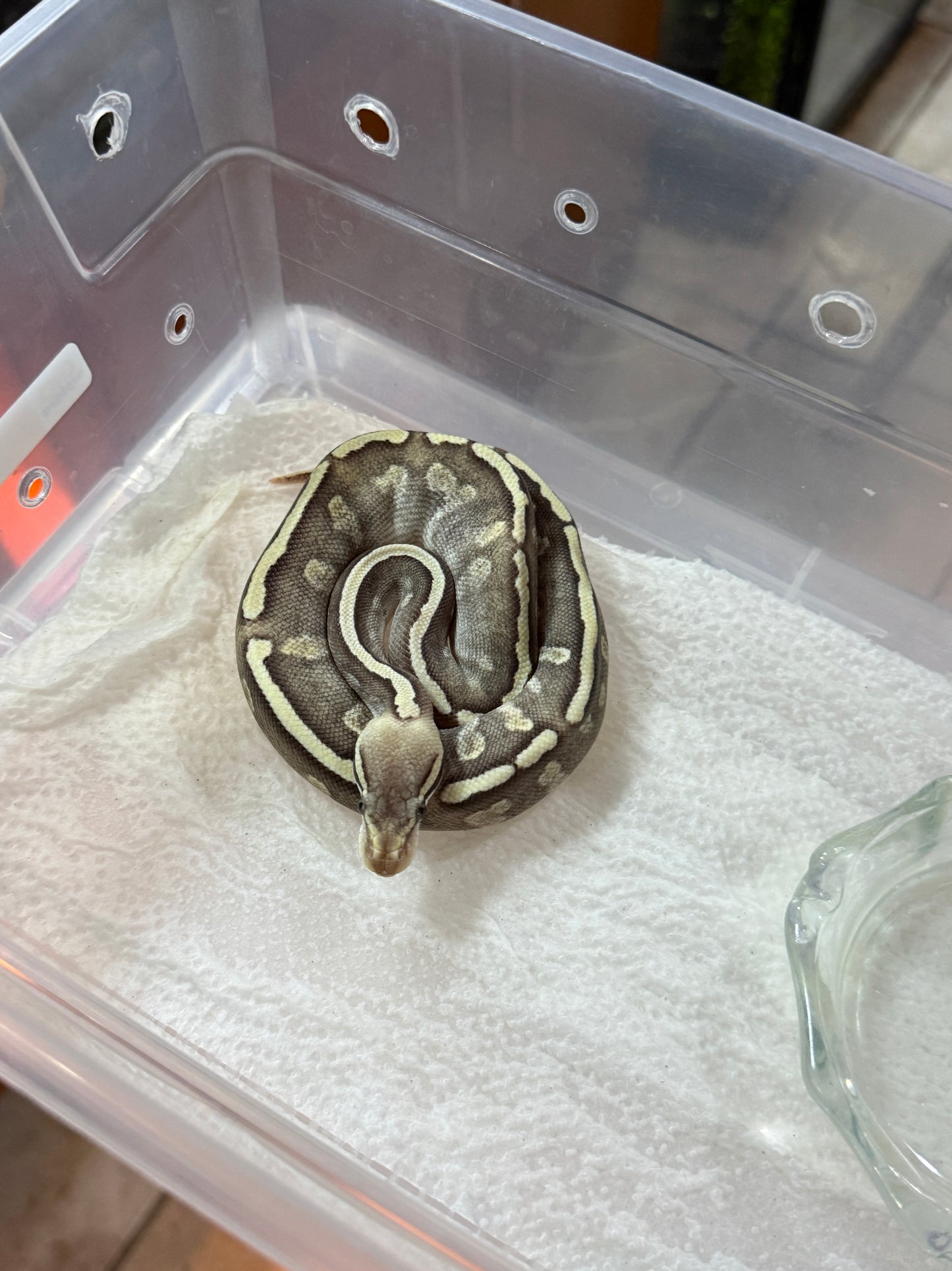 PITÓN BOLA MOJAVE GHI HYPO MACHO 9