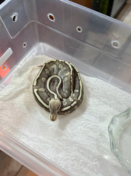 PITÓN BOLA MOJAVE GHI HYPO MACHO 9