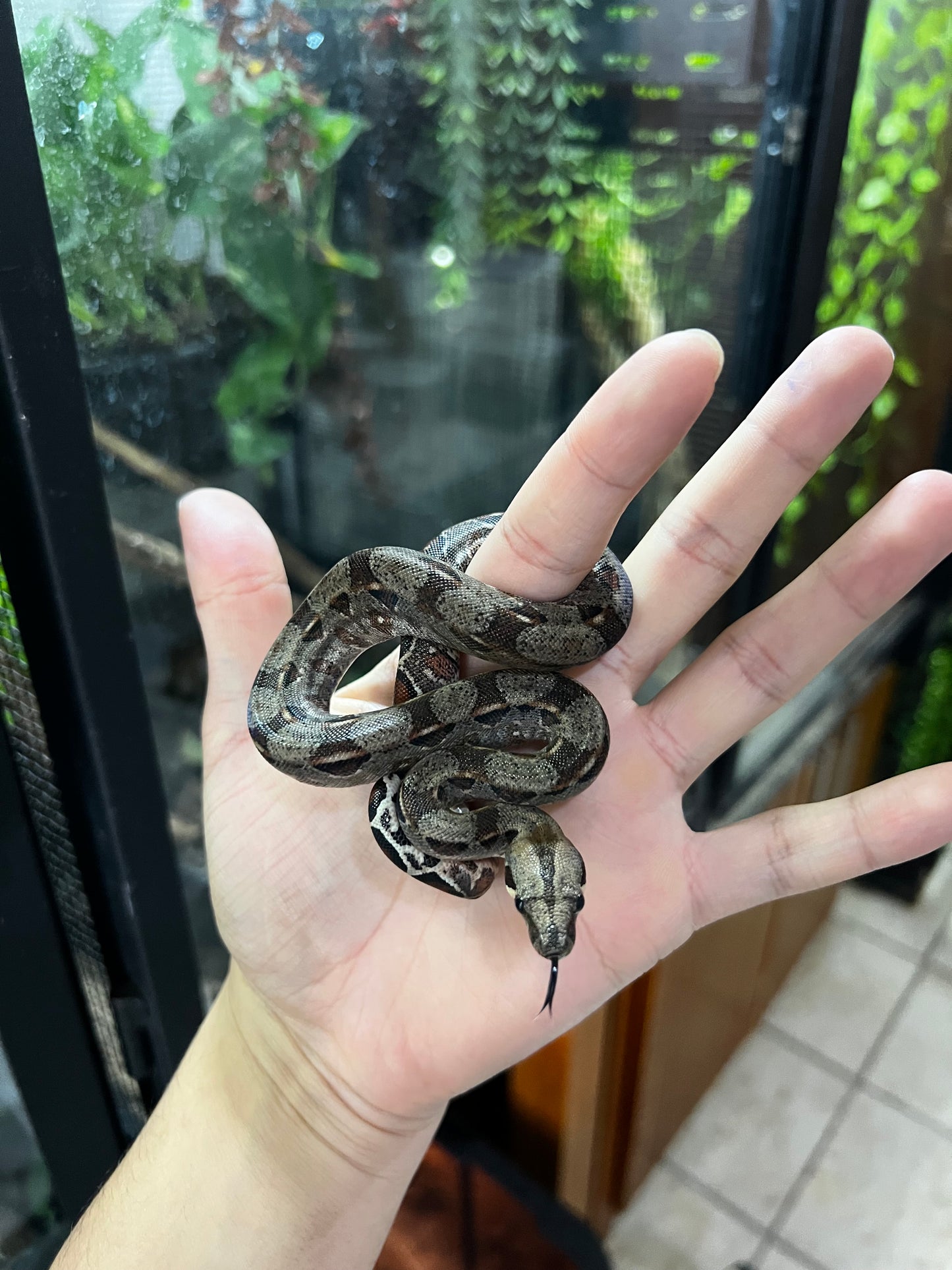 BOA MEXICANA LOCALIDAD VERACRUZ MACHO 83