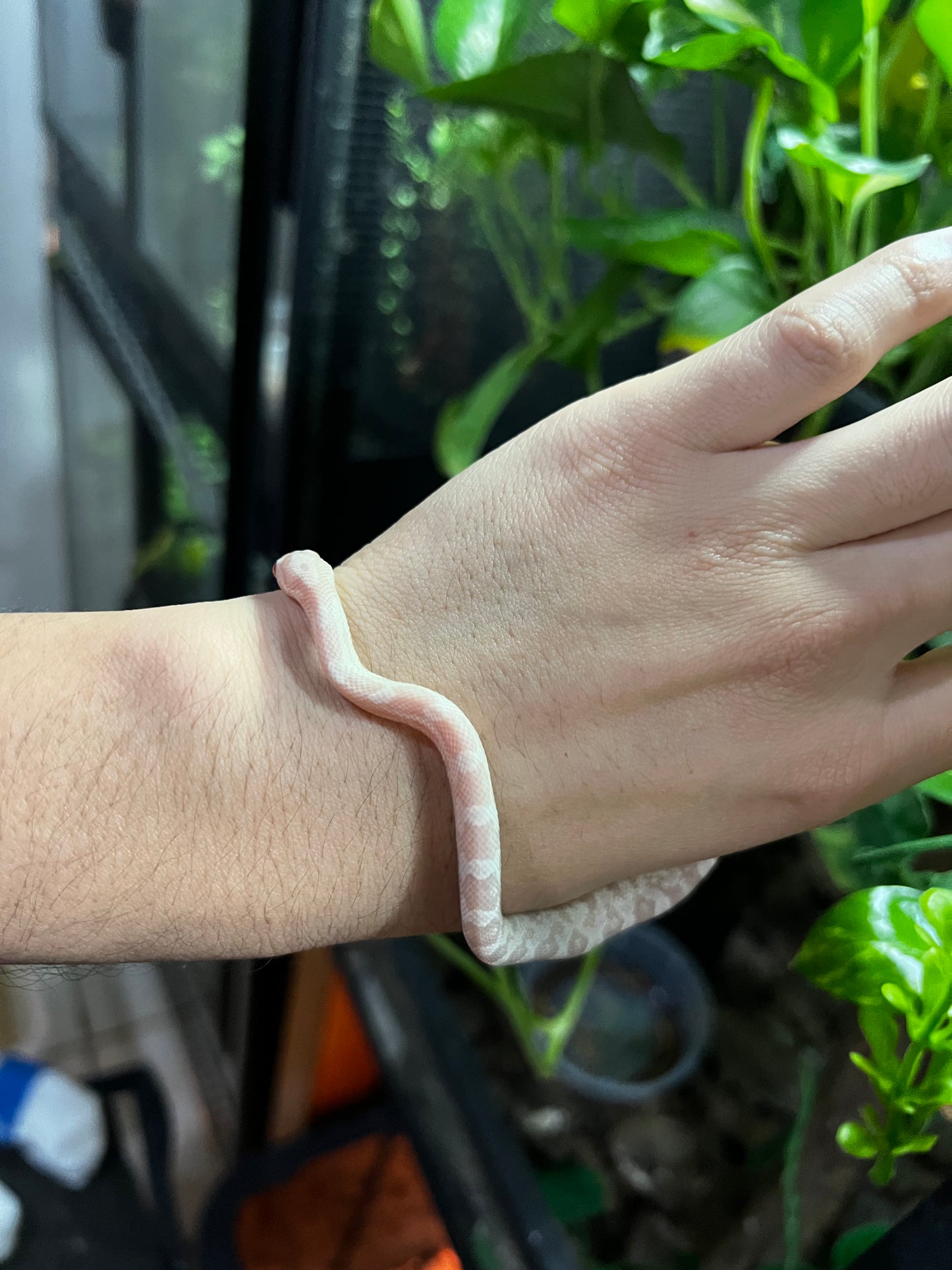 SERPIENTE MAICERA SNOW HEMBRA  46