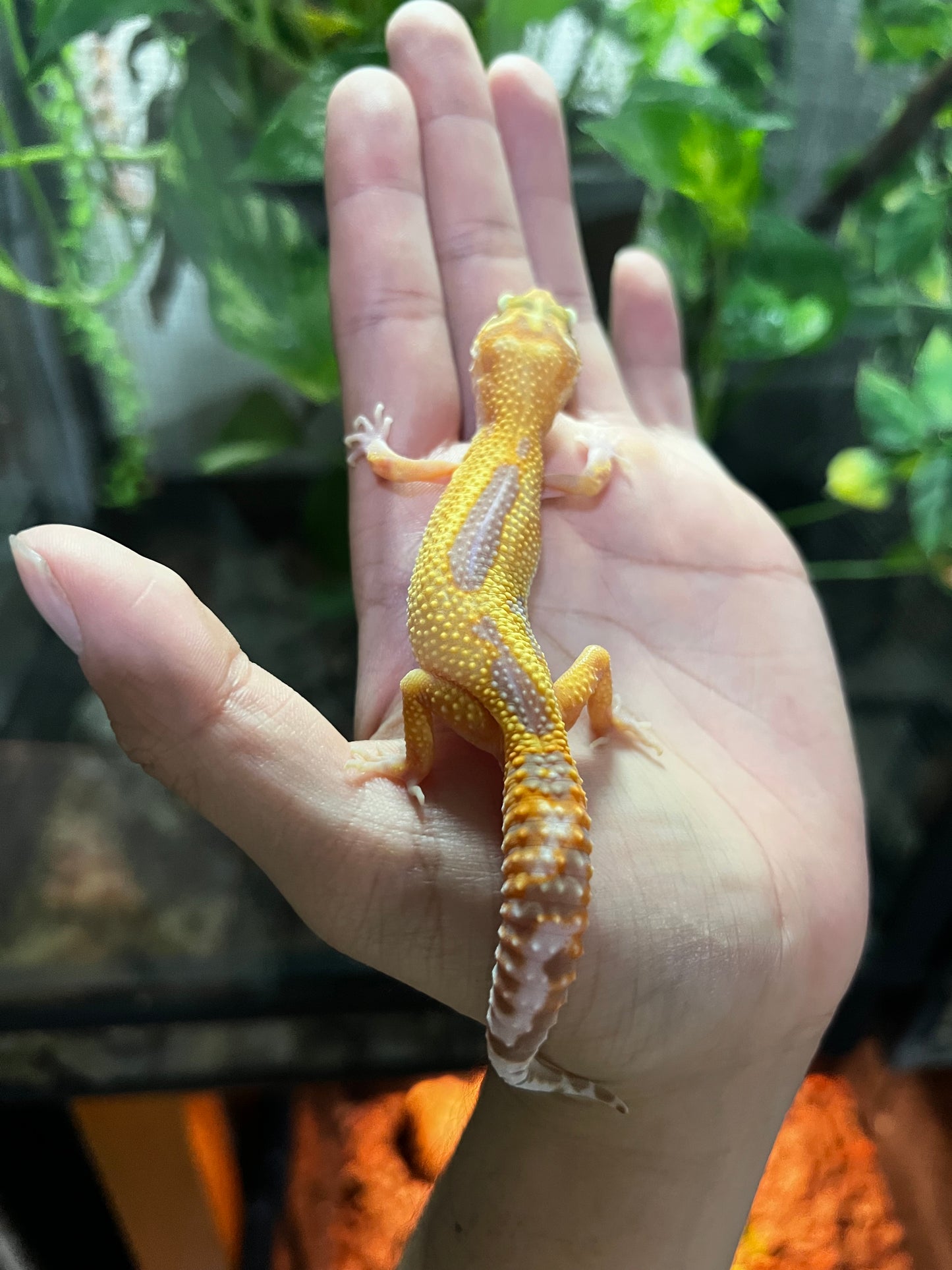 TANGERINE TREMPER 7