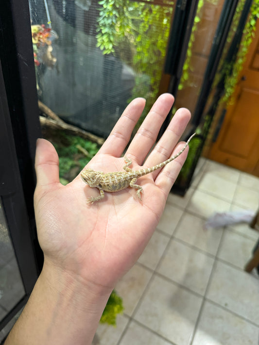 DRAGÓN BARBUDO NOMINAL CRIA 2