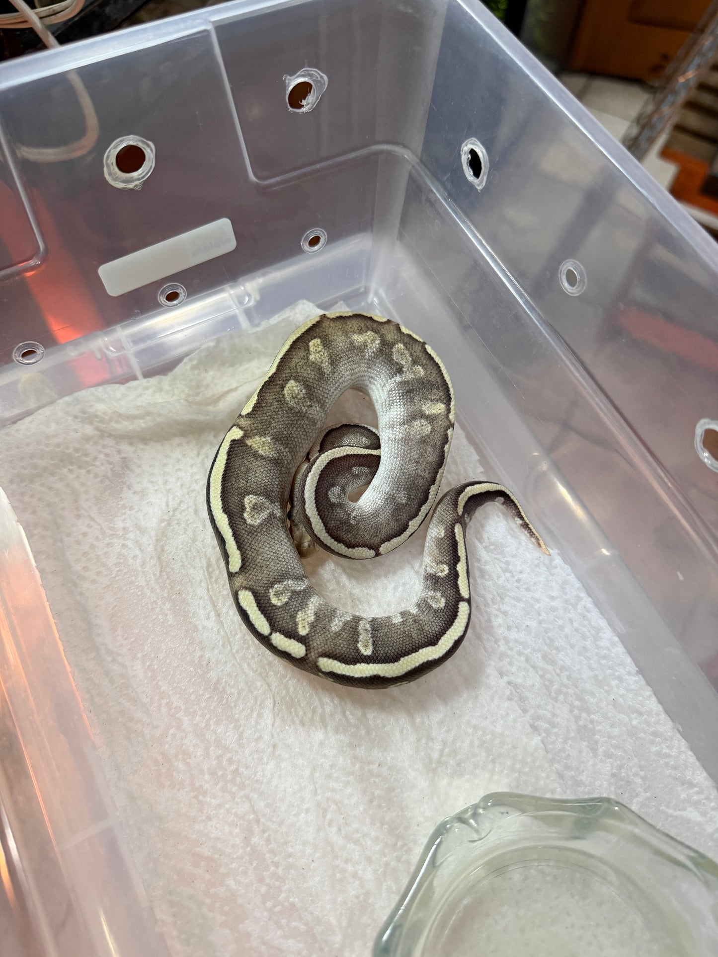 PITÓN BOLA MOJAVE GHI HYPO MACHO 9