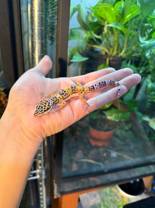 GECKO LEOPARDO HY HET TYPHOON 116