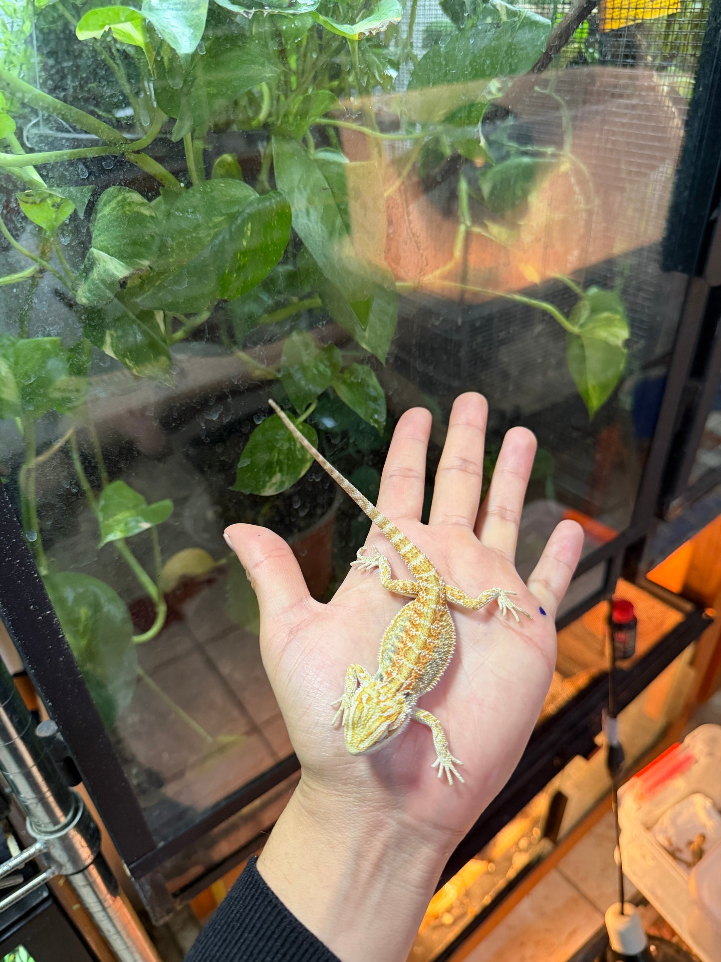 DRAGÓN BARBUDO HYPO 6