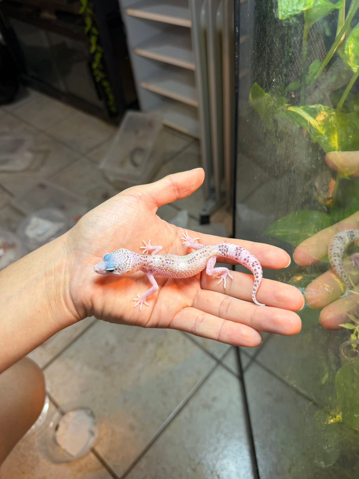 GECKO LEOPARDO MACK SNOW HET TREMPER  INCUBADO PARA HEMBRA 118
