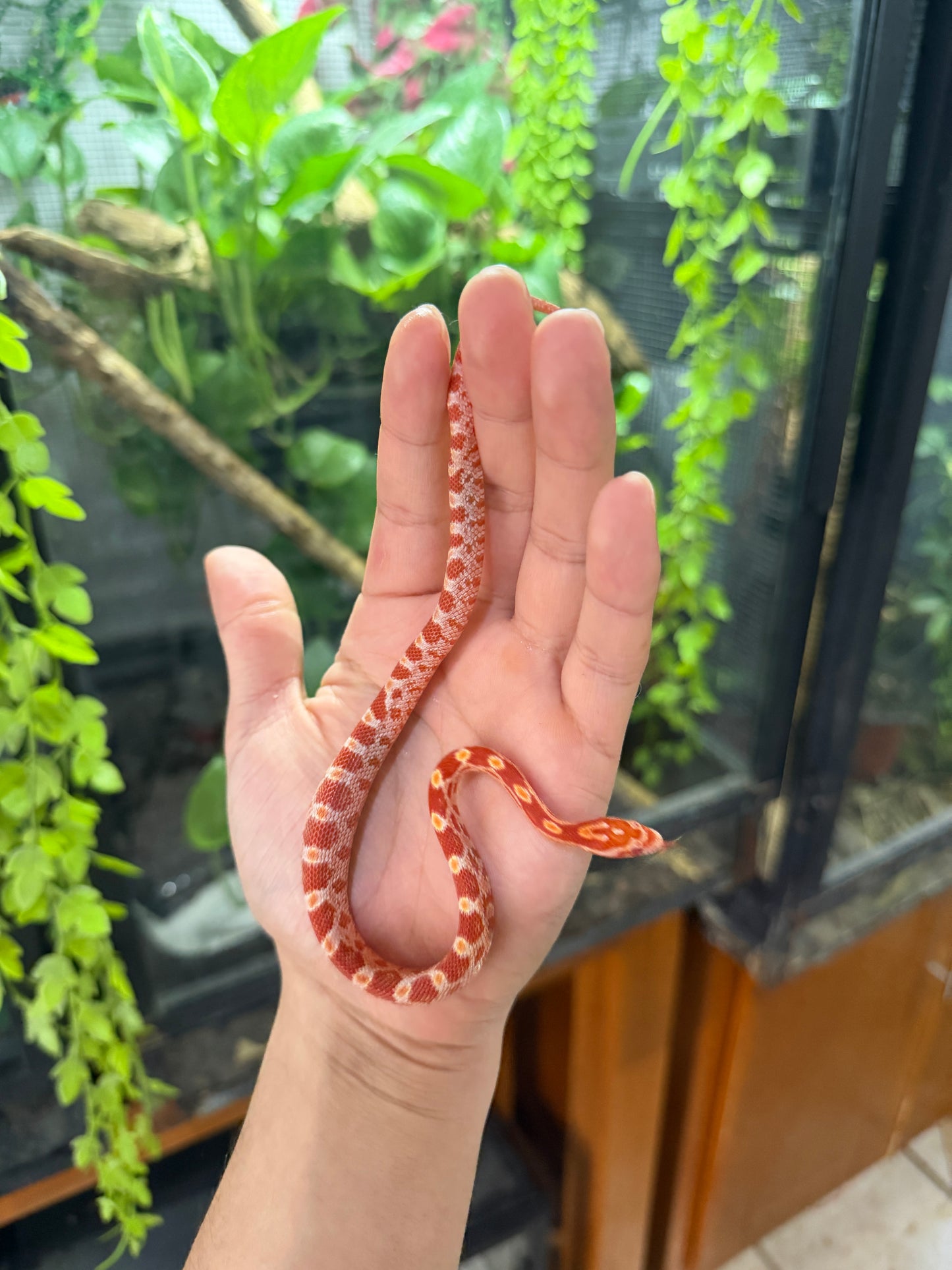 SERPIENTE MAICERA AMELANISTICA S/s