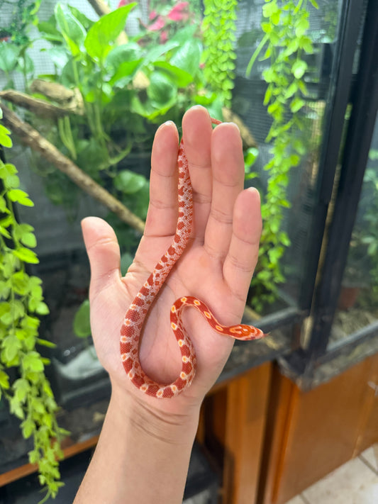 SERPIENTE MAICERA AMELANISTICA S/s